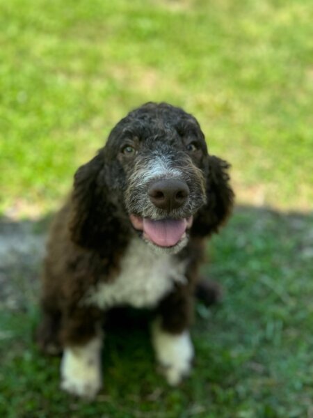 Catei / Pui Lagotto Romagnolo