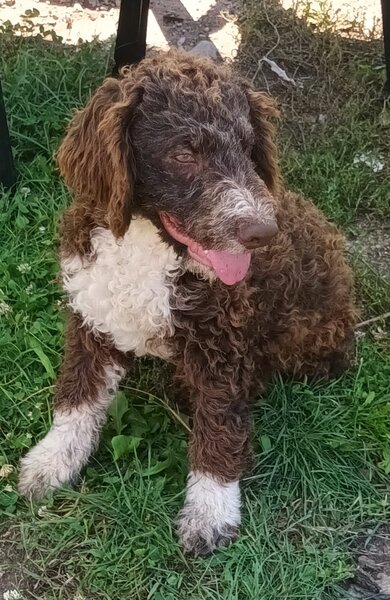Catei / Pui Lagotto Romagnolo
