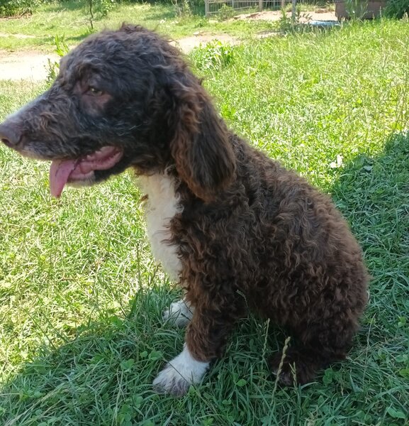 Catei / Pui Lagotto Romagnolo