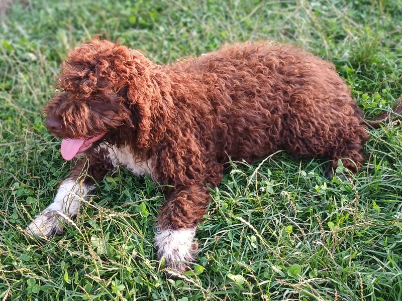 Catei / Pui Lagotto Romagnolo