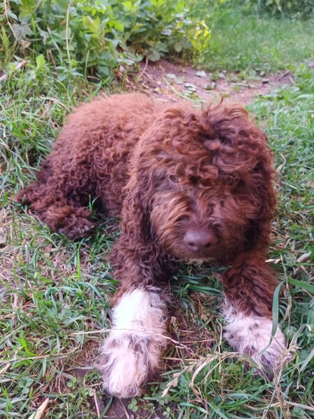 Catei / Pui Lagotto Romagnolo