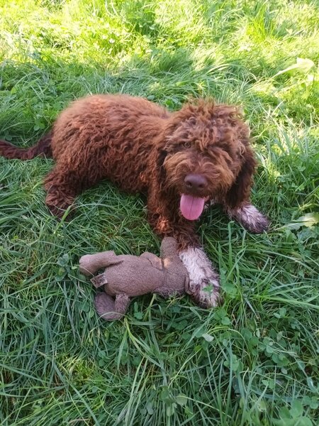 Catei / Pui Lagotto Romagnolo