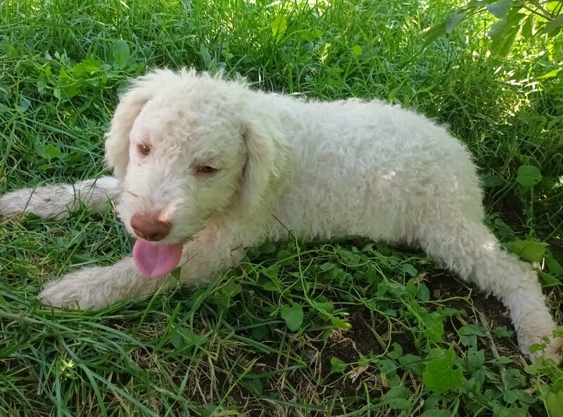 Catei / Pui Lagotto Romagnolo