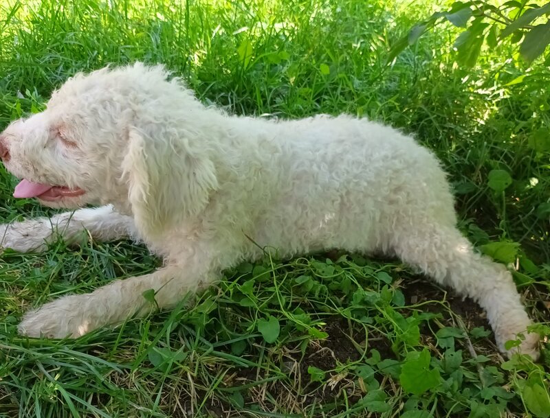 Catei / Pui Lagotto Romagnolo