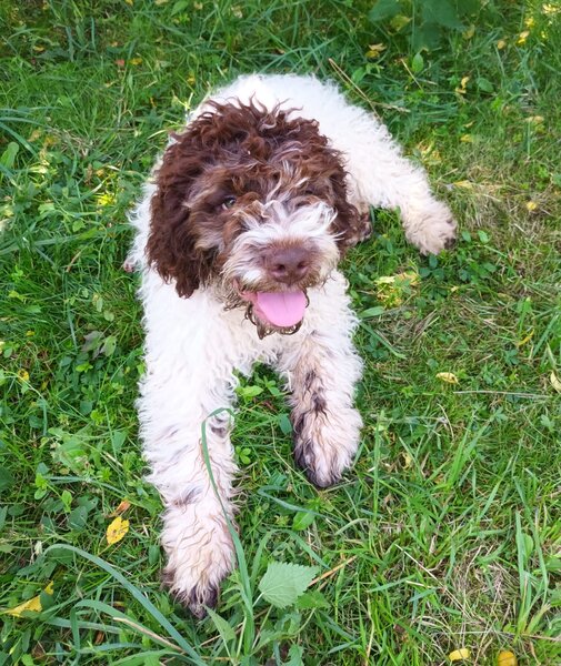 Catei / Pui Lagotto Romagnolo