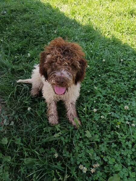 Catei / Pui Lagotto Romagnolo