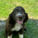 Catei / Pui Lagotto Romagnolo